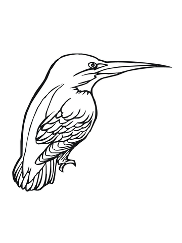 Kingfisher Bird Coloring Page